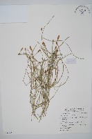 木賊藏品圖，第1張