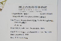 全緣卷柏藏品圖，第2張