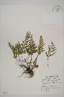 大蓬萊鐵角蕨藏品圖，第1張