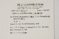 大蓬萊鐵角蕨藏品圖，第2張