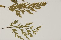 大蓬萊鐵角蕨藏品圖，第3張