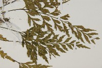 大蓬萊鐵角蕨藏品圖，第4張