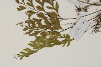 大蓬萊鐵角蕨藏品圖，第5張