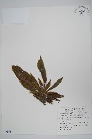 臺灣車前蕨藏品圖，第1張