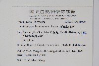 臺灣車前蕨藏品圖，第2張