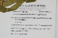 粗齒革葉紫萁藏品圖，第2張