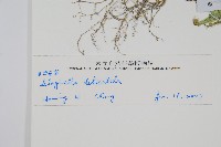 異葉卷柏藏品圖，第2張