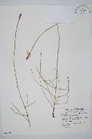 木賊藏品圖，第1張