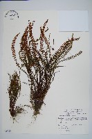 鐵角蕨藏品圖，第1張