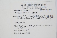鐵角蕨藏品圖，第2張