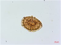 鐵角蕨藏品圖，第2張