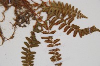 岩蕨藏品圖，第4張