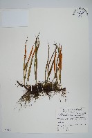 擬烏蘇里瓦葦藏品圖，第1張