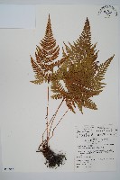 臺灣鱗毛蕨藏品圖，第1張