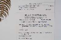 縮羽副金星蕨藏品圖，第2張