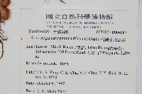 台灣小膜蓋蕨藏品圖，第2張