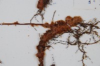 台灣小膜蓋蕨藏品圖，第3張
