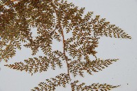 台灣小膜蓋蕨藏品圖，第4張