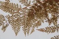 台灣小膜蓋蕨藏品圖，第5張