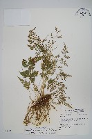 日本金粉蕨藏品圖，第1張