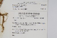 大葉鳳尾蕨藏品圖，第2張