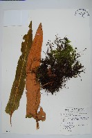 盧山石葦藏品圖，第1張