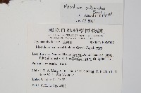 細葉蕗蕨藏品圖，第2張