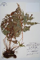 生芽狗脊蕨、頂芽狗脊蕨藏品圖，第1張