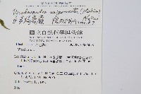 生芽狗脊蕨、頂芽狗脊蕨藏品圖，第2張