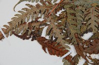 生芽狗脊蕨、頂芽狗脊蕨藏品圖，第4張