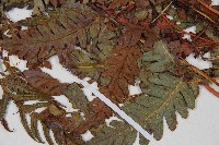 生芽狗脊蕨、頂芽狗脊蕨藏品圖，第5張