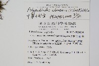 中華水龍骨藏品圖，第2張