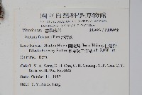 書帶蕨藏品圖，第2張