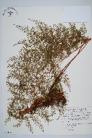 台灣小膜蓋蕨藏品圖，第1張