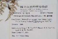 台灣小膜蓋蕨藏品圖，第2張