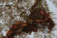 台灣小膜蓋蕨藏品圖，第3張