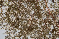 台灣小膜蓋蕨藏品圖，第4張