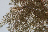 台灣小膜蓋蕨藏品圖，第5張