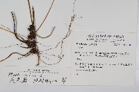 大葉鳳尾蕨藏品圖，第1張