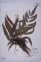 華鳳丫蕨藏品圖，第1張