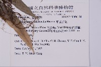 華鳳丫蕨藏品圖，第2張