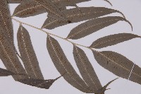 華鳳丫蕨藏品圖，第3張