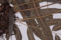 華鳳丫蕨藏品圖，第4張