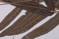 華鳳丫蕨藏品圖，第5張