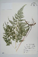 高山金粉蕨藏品圖，第1張