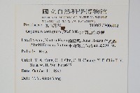 高山金粉蕨藏品圖，第2張