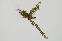 鐵角蕨藏品圖，第3張