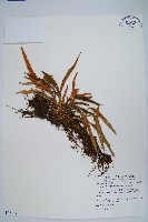 槭葉石葦藏品圖，第1張