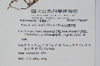 槭葉石葦藏品圖，第2張