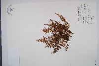 闊片烏蕨藏品圖，第1張